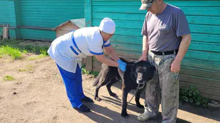 Ветеринарная служба Вологодской области в этом году получила значительное бюджетное финансирование в размере 187,2 миллиона рублей