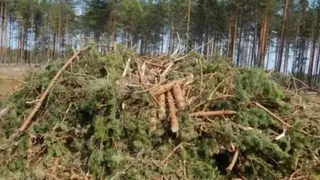 Череповчанин ответит за незаконную рубку леса на сумму больше миллиона рублей