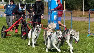 В Череповецком районе определят самых быстрых ездовых собак России