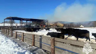 В Вологодской области из-за сварочных работ сгорело 150 тонн сена