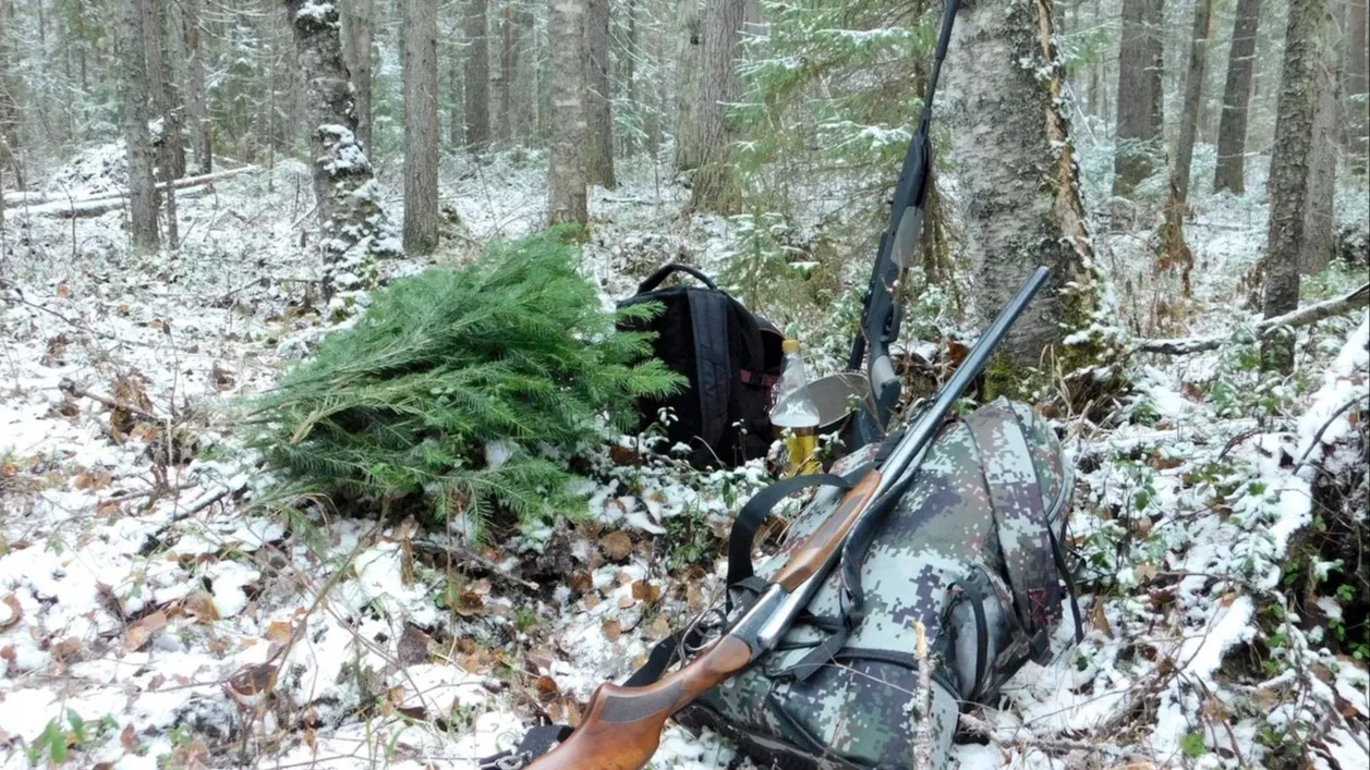 Охота на барсука в Вологодской области завершится 31 октября