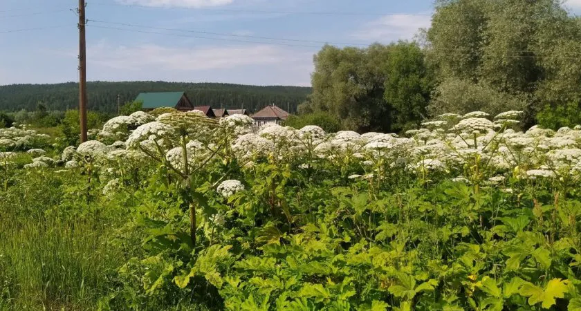 Борщевик под надзором: в Вологодской области введены штрафы