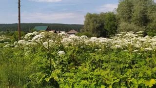 Борщевик под надзором: в Вологодской области введены штрафы