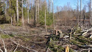 В Вологодской области бизнесмен ответит за крупную незаконную вырубку леса