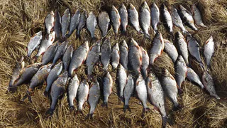 В Вологодской области осуждены браконьеры, незаконно выловившие более 500 рыб