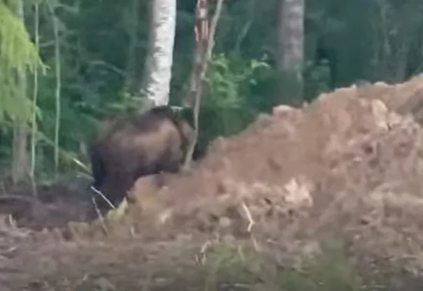Рядом с загородными вологодскими дачами разгуливает медведь