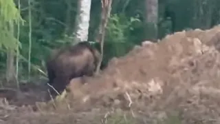 Рядом с загородными вологодскими дачами разгуливает медведь