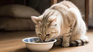 Не линяют, не пахнут и не болеют - 4 самые лучшие породы кошек