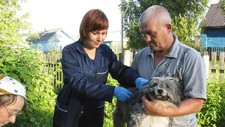 Вологодские ветеринары привили от бешенства более 20 тысяч домашних животных