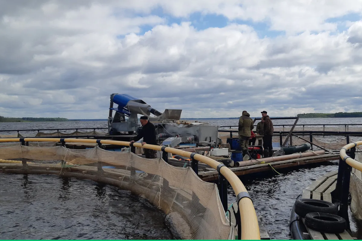 В Вологодской области на Белом озере зафиксирован рекордный улов рыбы за десятилетие