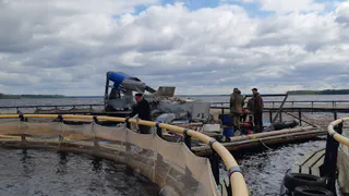 В Вологодской области на Белом озере зафиксирован рекордный улов рыбы за десятилетие