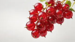 Раскладываем под кустами — получаем богатый урожай: смородина свисает большими гроздьями словно виноград