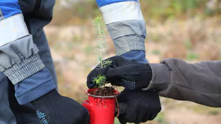 Более 131 тысячи деревьев высадили в Вологодской области во время акции "Сохраним лес"