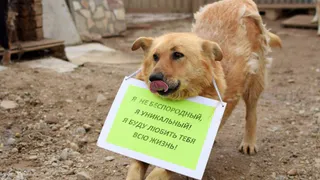 Вологжане могут помочь бездомным животным, сдав вторсырье