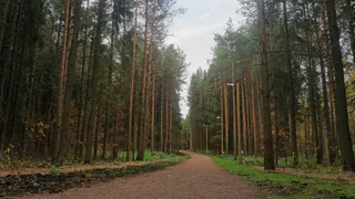 Волонтеры и экологисты Вологодчины могут получить премию за помощь в восстановлении лесов