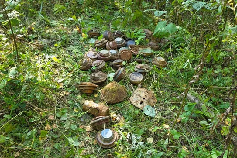 Более 30 боеприпасов нашли грибники в лесу под Вологдой