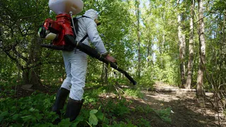 В Вологде продолжается борьба с борщевиком Сосновского