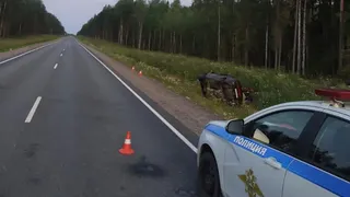 Лось стал причиной смертельной аварии в Тарногском округе: один человек погиб, трое пострадали
