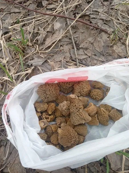 В Вологде появились первые грибы