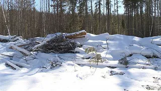 Житель Вологодской области предстанет перед судом за незаконную рубку леса на 22 миллиона
