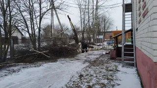 Более 40 опасных деревьев уберут с территории детсадов Череповецкого района
