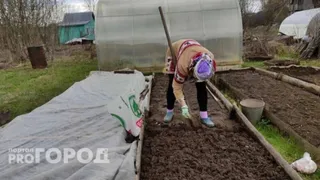 Названы благоприятные для посадки моркови и свеклы даты в мае