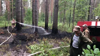 В Вологодской области за несколько дней потушили три лесных пожара