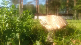 Вологодские грибники хвастаются в сетях первыми подберезовиками
