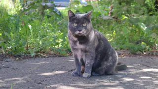 10 череповецких приютов покажут в «Комсомольце» своих питомцев