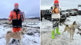 В Вологодской области 132 четвероногих соревновались за звание лучшей охотничьей собаки