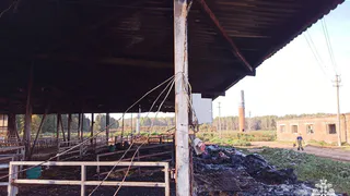 В Вологодской области сотрудники фермы самоотверженно спасли полторы сотни телят