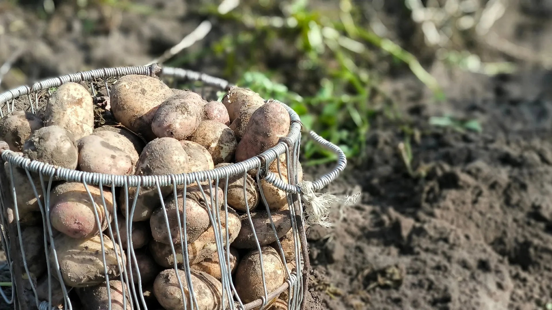 Кабаны уничтожили картофельные поля в Вологодской области