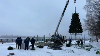 10 новогодних елей установят в Череповце