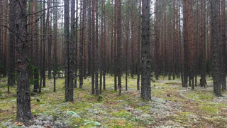 Вологодская область переводит лесное хозяйство и АПК в цифровой формат