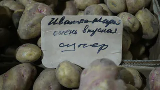 Уральские староверы знают секрет сохранения картофеля на всю зиму: они научились его программировать на сон