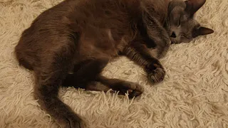 Почему кошки спят с человеком: 3 основные причины и важные моменты, о которых нужно помнить