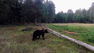 Медведь бродит в окрестностях Вытегорской деревни: реальная угроза или преувеличение