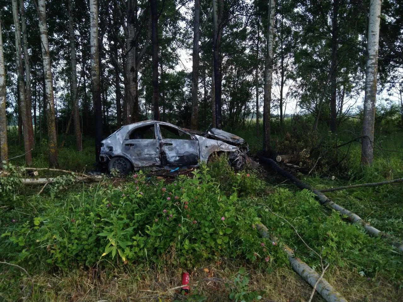 В Вологодской области водитель погиб в аварии с участием лося