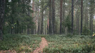 Вологодская область закрепила позиции среди самых лесистых регионов России