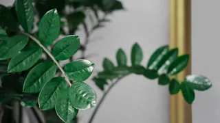 2 колпачка на 1 литр — и замиокулькас растет как на дрожжах: сочные листья лезут без остановки