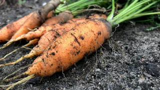 Сею морковь при помощи банки - и бед не знаю: старый проверенный способ