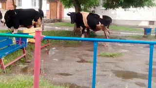 Вологда избавилась от "гуляющих" коров: проблема решена благодаря совместным усилиям
