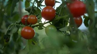 Мечта каждого дачника: 4 сорта томатов, не требуют особого ухода – с кв.м. собрали 5,5 кг