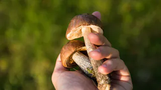Обязательно ли снимать кожицы со шляпок маслят: запомните это правило раз и навсегда