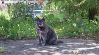 Миф о «несчастном котике»: почему зверю на улице может быть гораздо лучше, чем у вас на диване