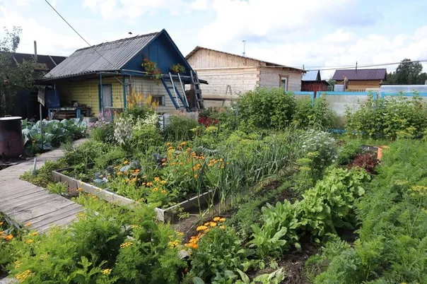 Каждый сентябрь закапываю на огороде тряпку с керосином: вот зачем так делаю — пользы на миллион и минимальные траты