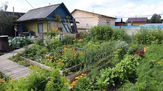 Каждый сентябрь закапываю на огороде тряпку с керосином: вот зачем так делаю — пользы на миллион и минимальные траты