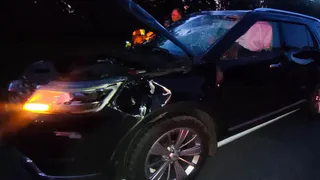 В Вологодской области плотный туман привел к смертельной аварии с лосем