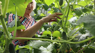 На Вологодчине продлят программу «Дачная электричка»