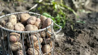 Кладу это в погреб — и бед не знаю: картофель хранится до самого лета, не растет и не морщится